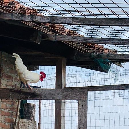 Agriturismo Cascina Smeralda Villa Pontestura Bagian luar foto