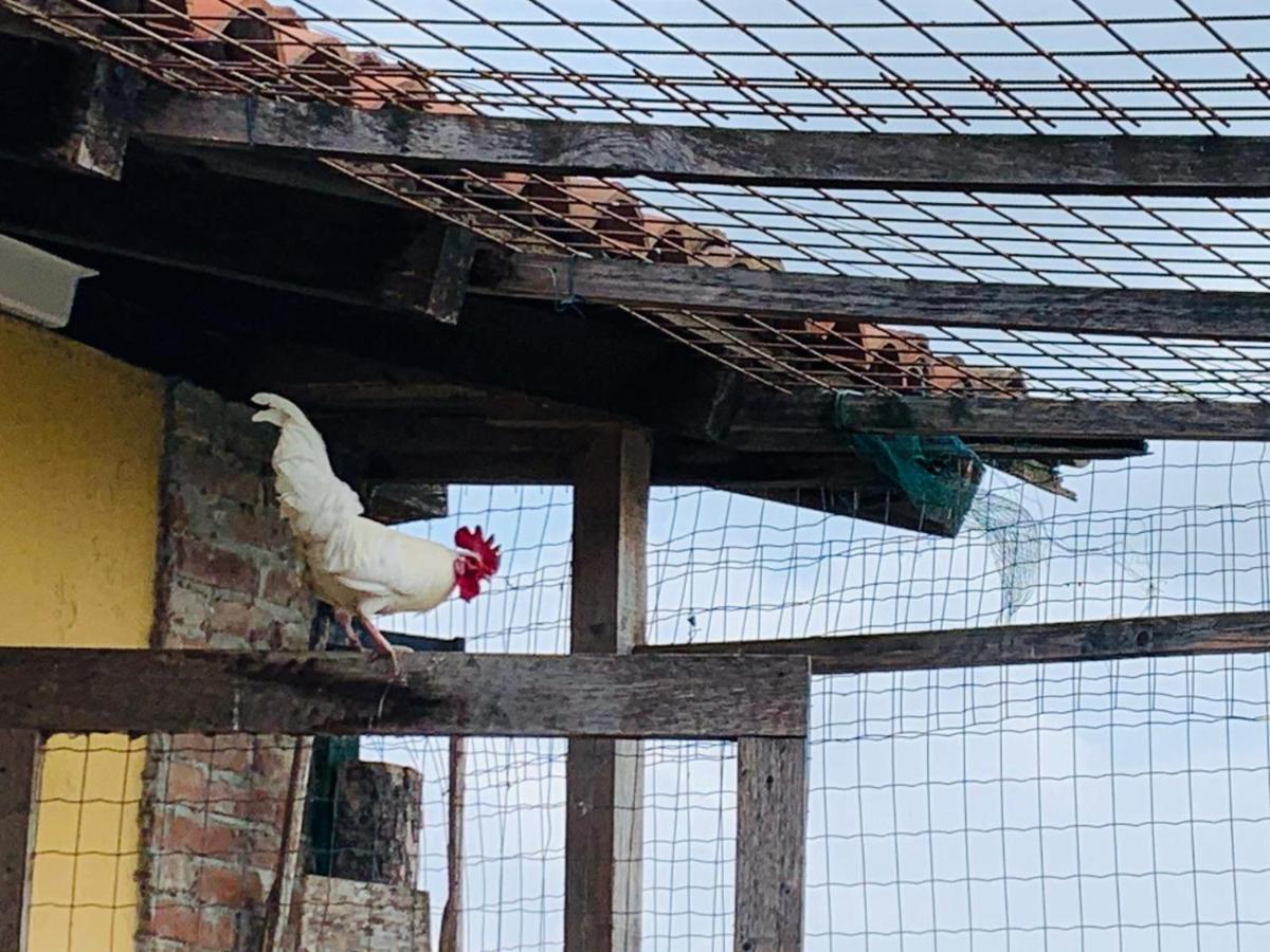 Agriturismo Cascina Smeralda Villa Pontestura Bagian luar foto